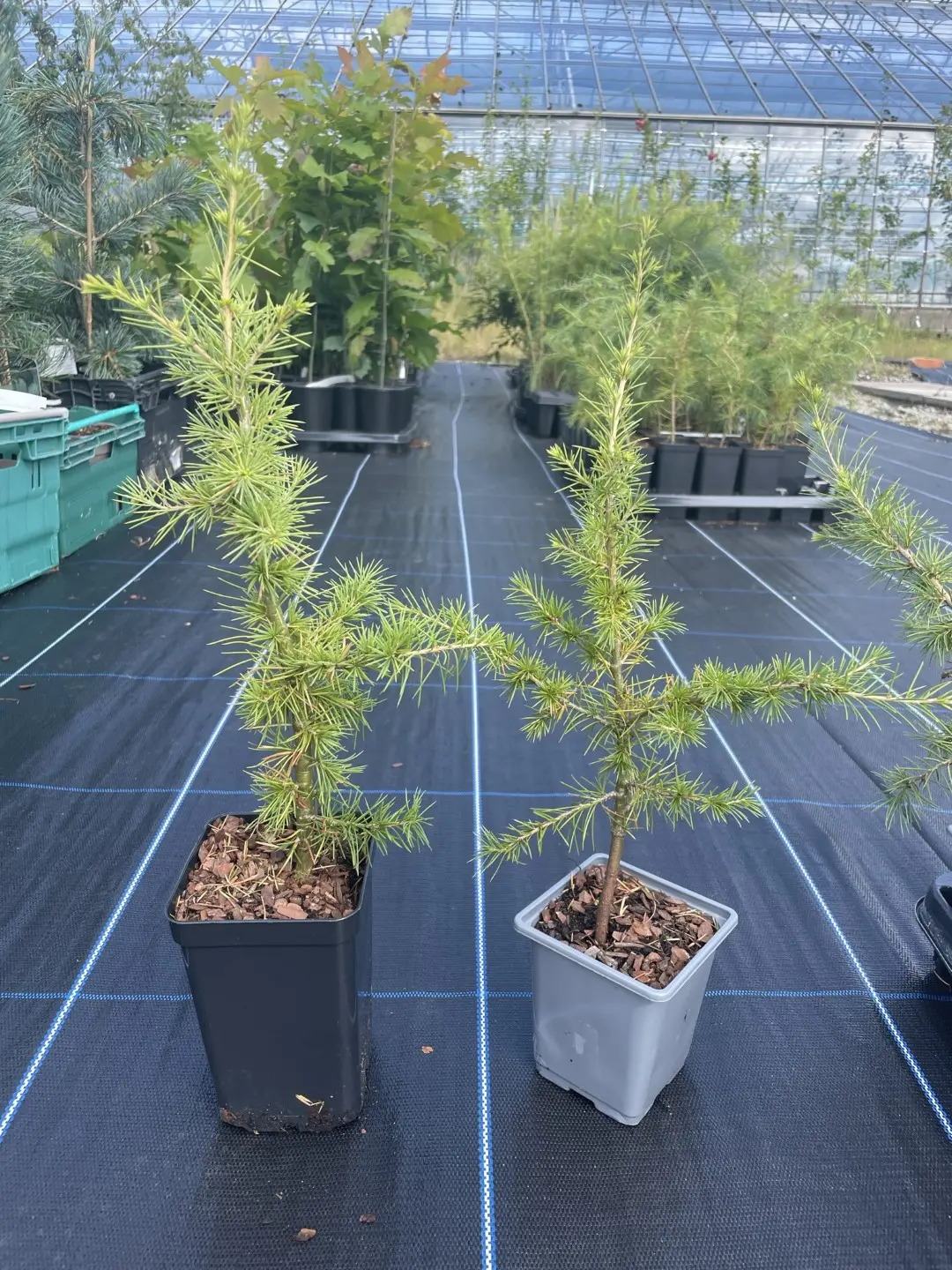Atlas Cedar 20/40cm (P9) - Image 2