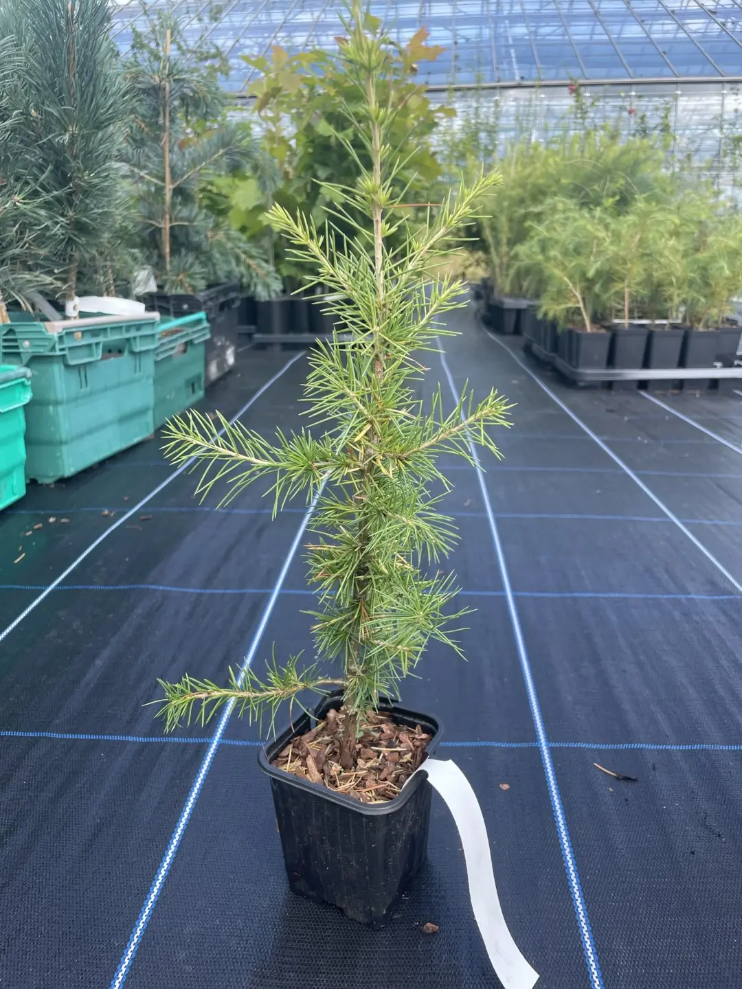 Atlas Cedar 10/20cm (P9) - Image 2
