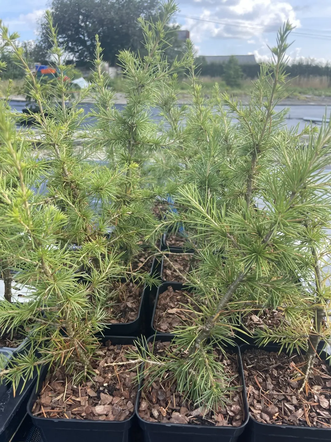 Atlas Cedar 10/20cm (P9) - Image 3