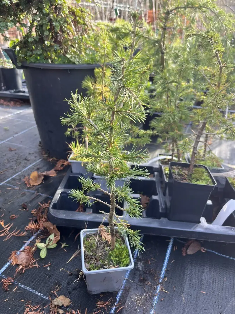 Atlas Cedar 20/40cm (P9)
