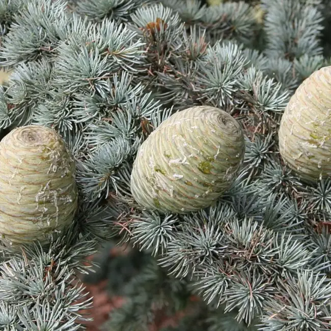 Atlas Cedar Glauca 10/20cm (P9) - Image 4