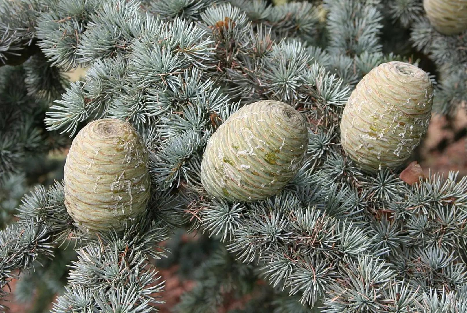 Atlas Cedar 40/60cm (2L) - Image 3