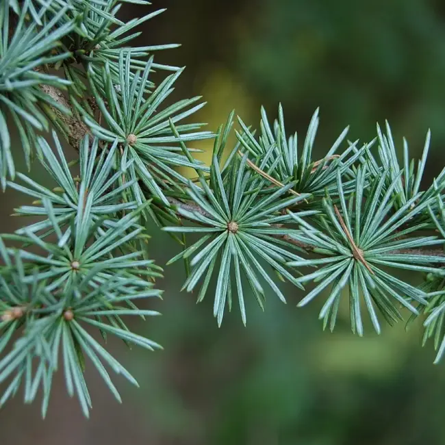 Atlas Cedar Glauca 10/20cm (P9) - Image 5