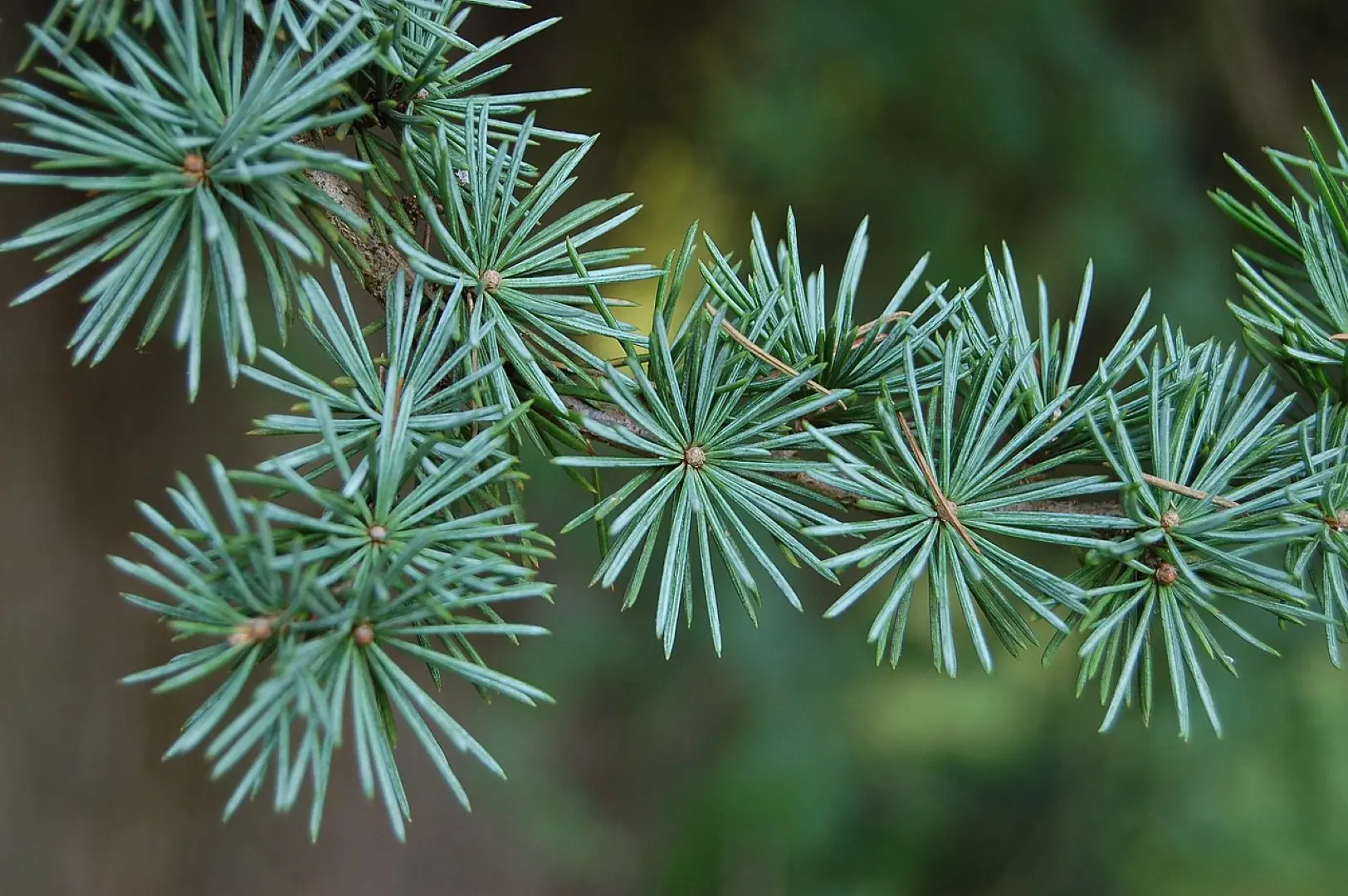 Atlas Cedar 40/60cm (2L) - Image 4