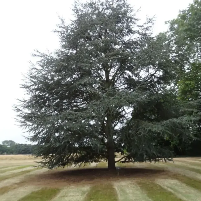 Atlas Cedar Glauca 10/20cm (P9) - Image 6