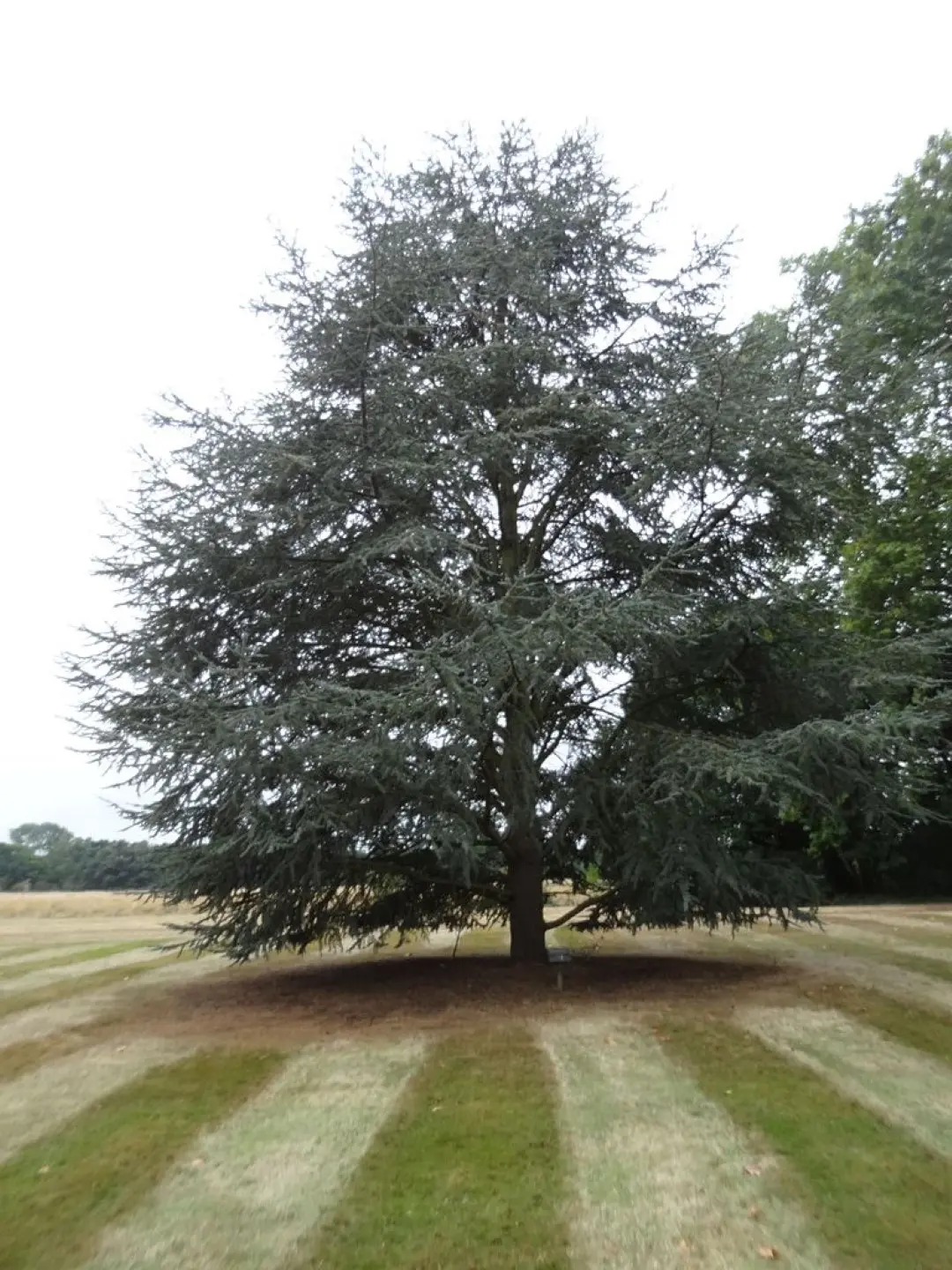 Atlas Cedar 40/60cm (2L) - Image 5
