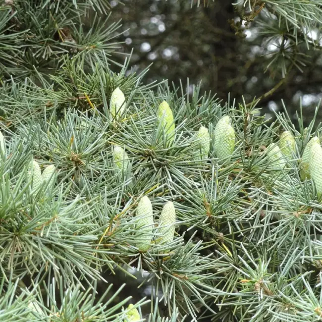 Atlas Cedar 10/20cm (Cell) - Image 6