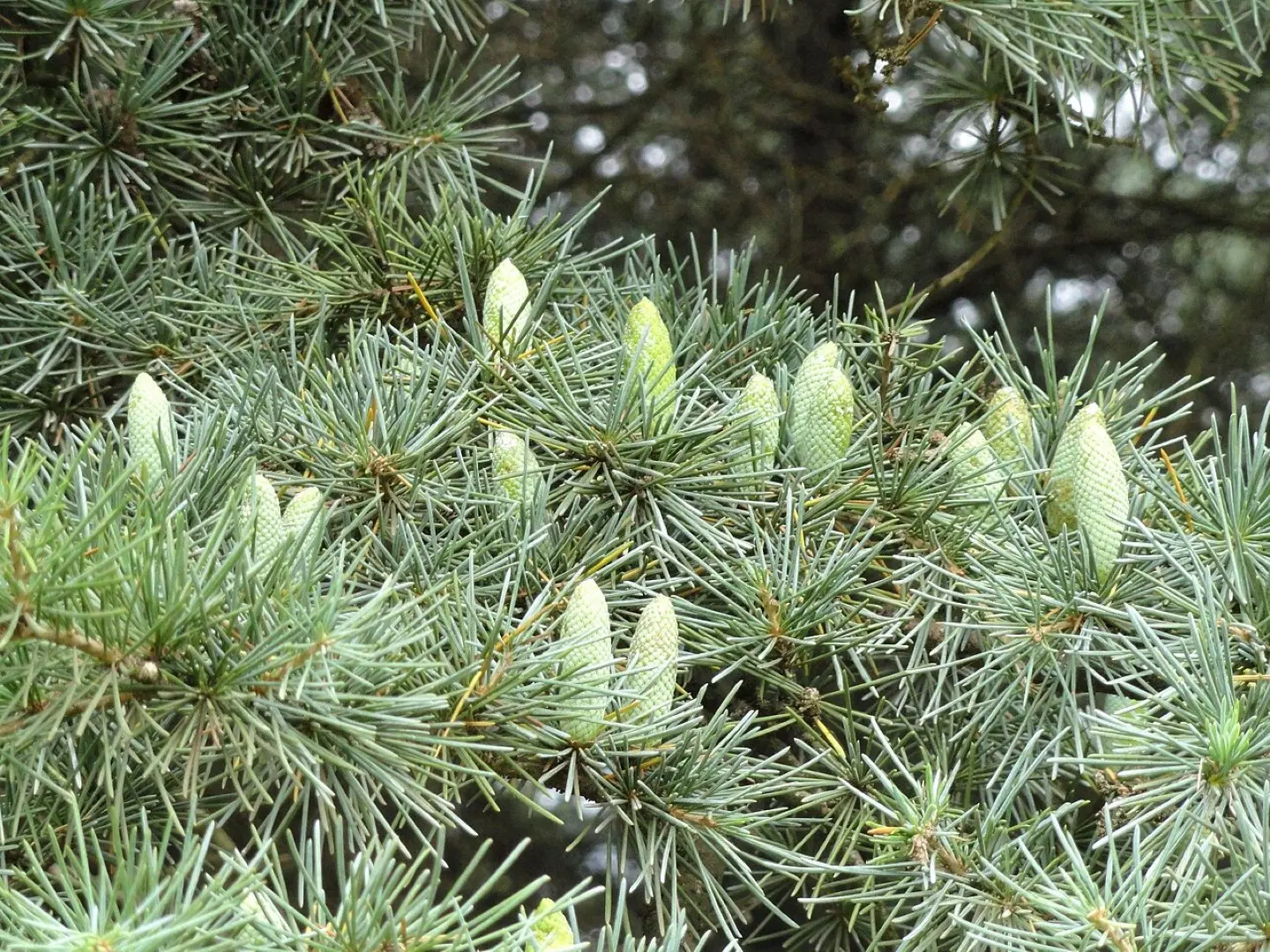 Atlas Cedar 40/60cm (2L) - Image 6