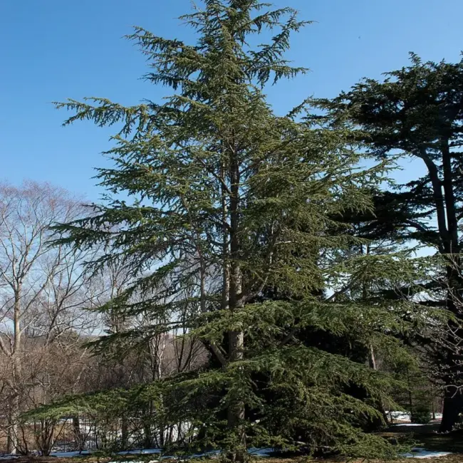Atlas Cedar Glauca 10/20cm (P9) - Image 7