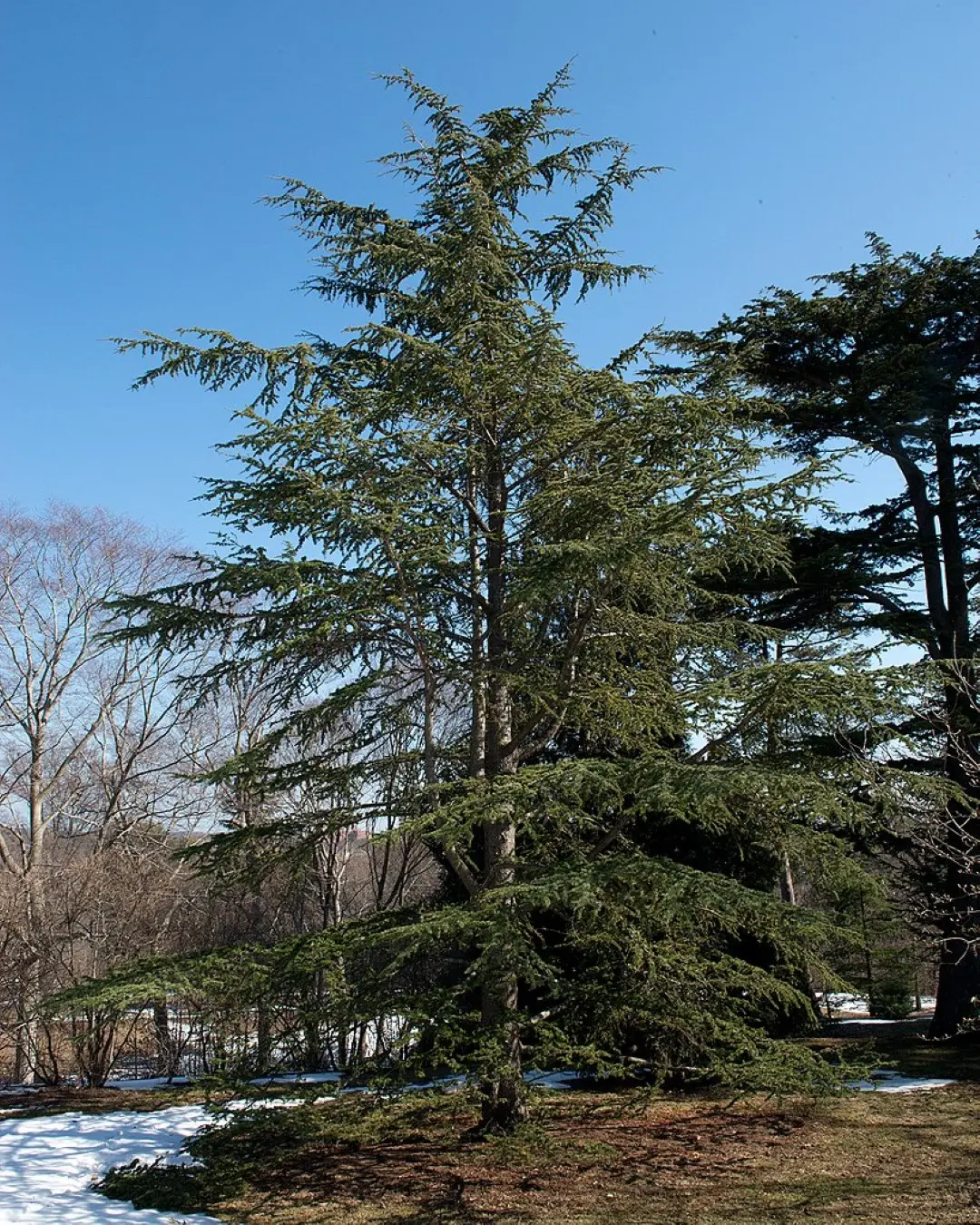 Atlas Cedar 40/60cm (2L) - Image 7