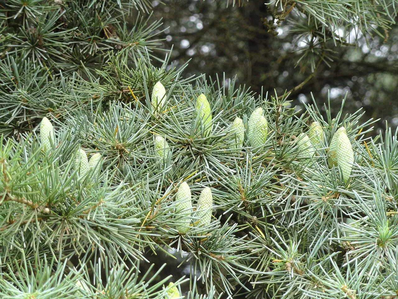 Deodar Cedar 60/80cm (2L) - Image 3