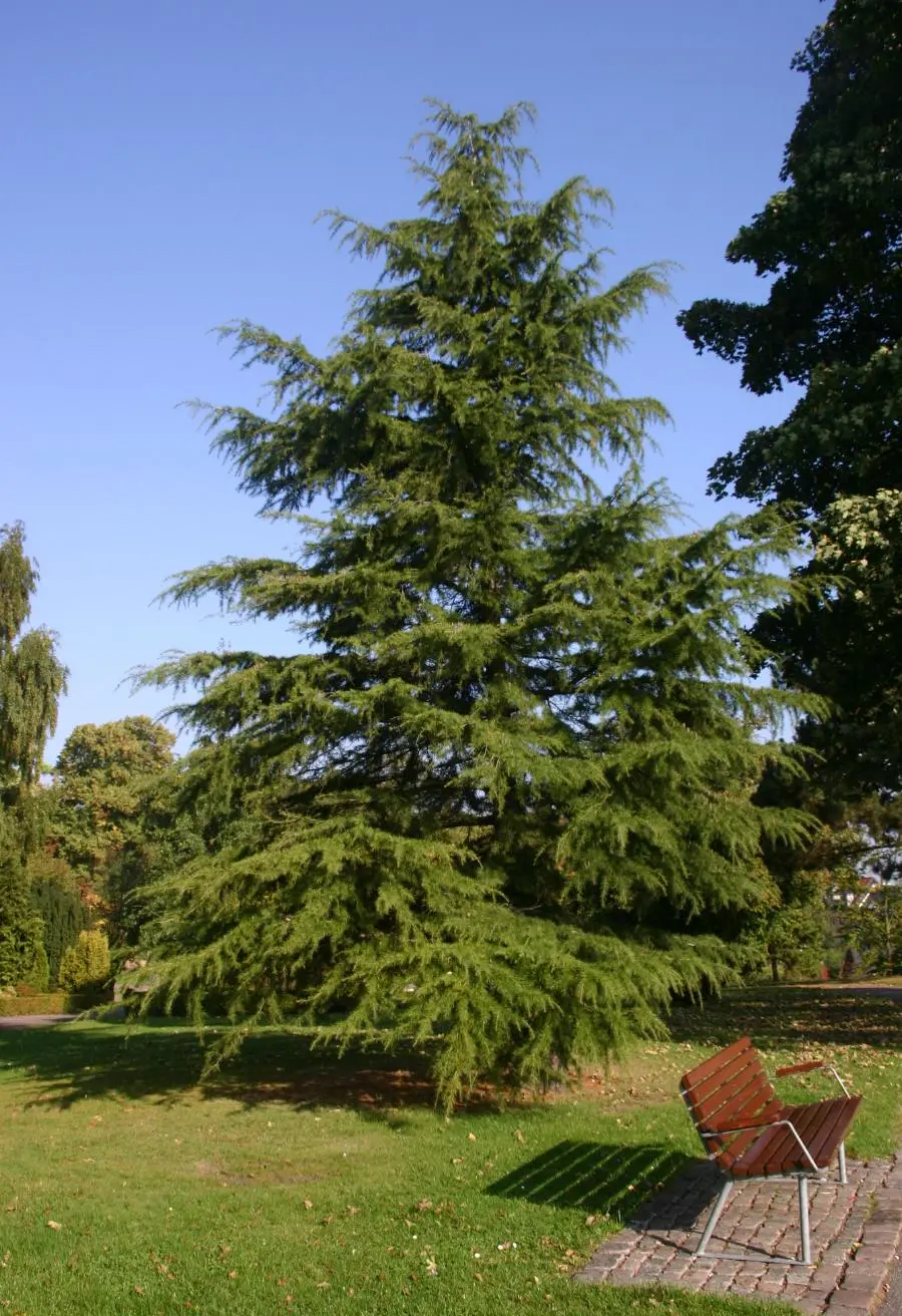 Deodar Cedar 60/80cm (2L) - Image 4