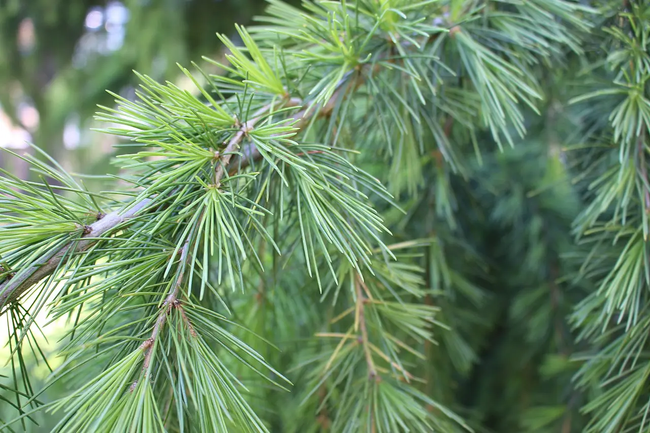 Deodar Cedar 60/80cm (2L) - Image 2