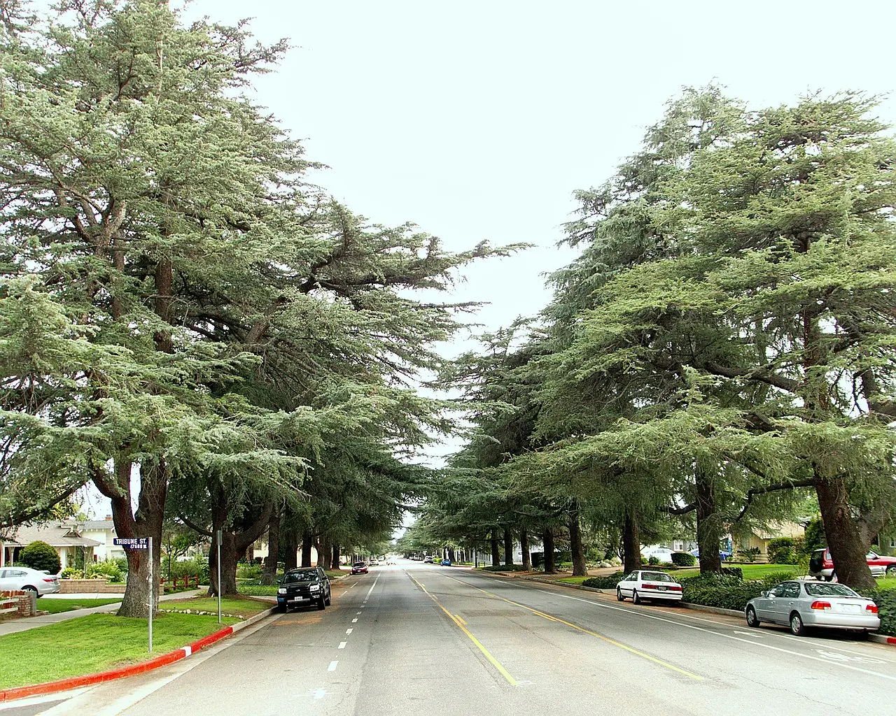 Deodar Cedar 60/80cm (2L) - Image 6