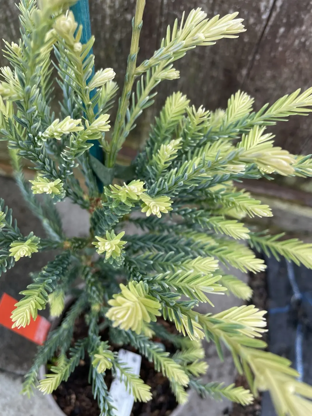 Coast Redwood 'Adpressa' / 'Albospica' - Tree Form 100/120cm (5L) - Image 2