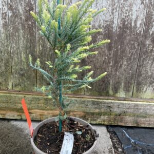 Coast Redwood 'Adpressa' (3L) (Copy) (4)
