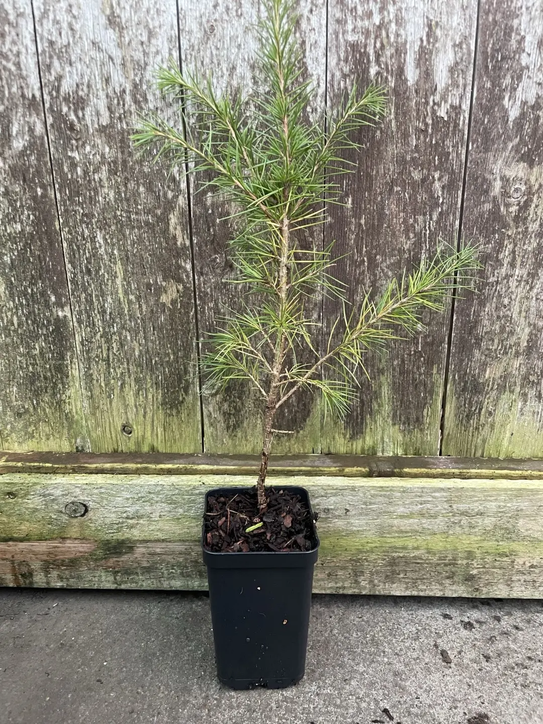 Deodar Cedar 40/60cm (2L) - Image 2