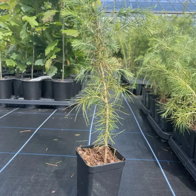 Deodar Cedar 40/60cm (P9T) - Image 4
