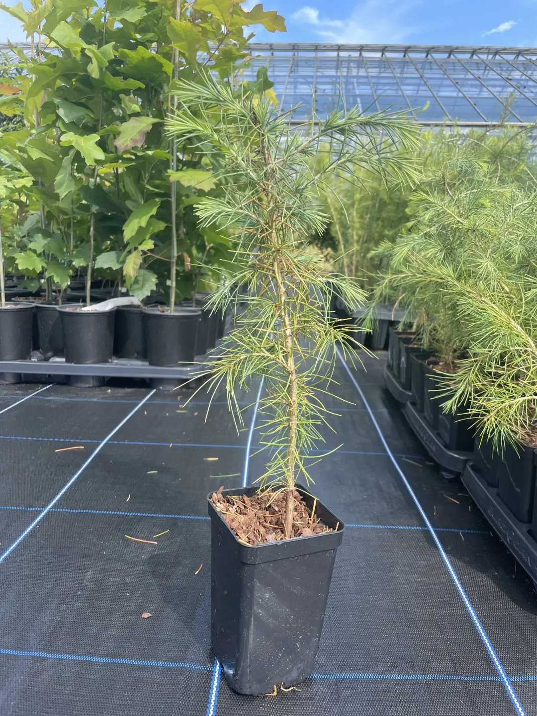 Deodar Cedar 20/40cm (P9T) - Image 4