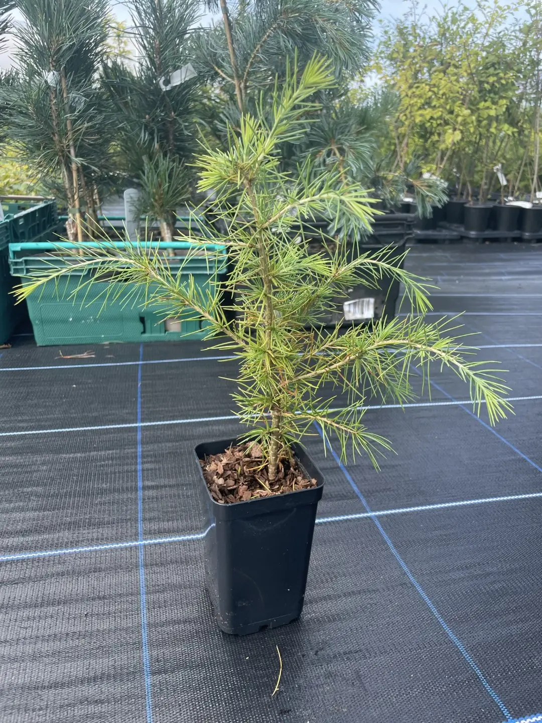 Deodar Cedar 20/40cm (P9T) - Image 3