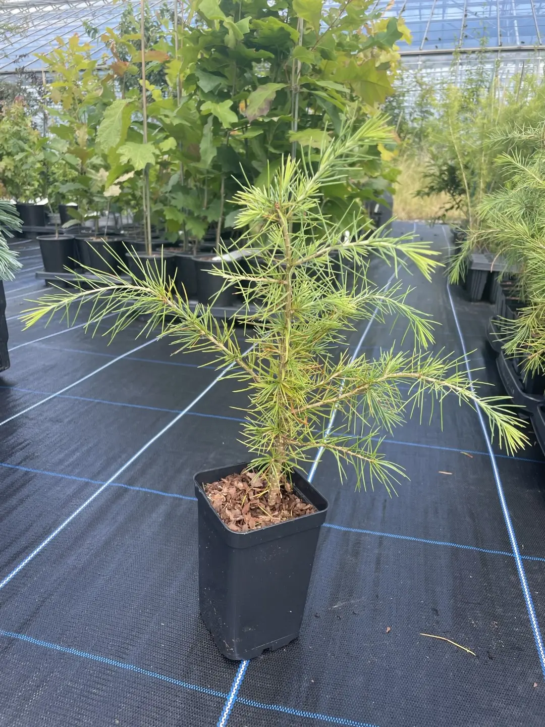 Deodar Cedar 20/40cm (P9T)