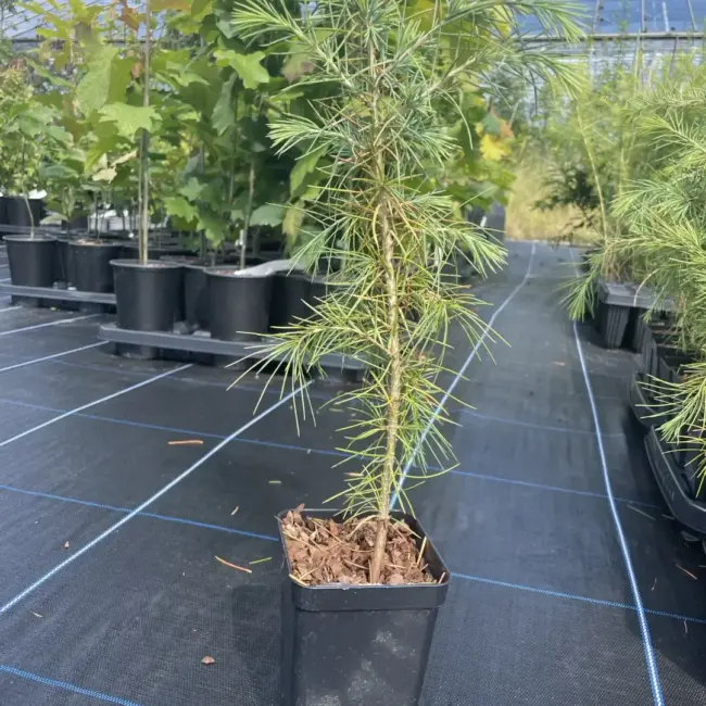 Deodar Cedar 40/60cm (P9T) - Image 2