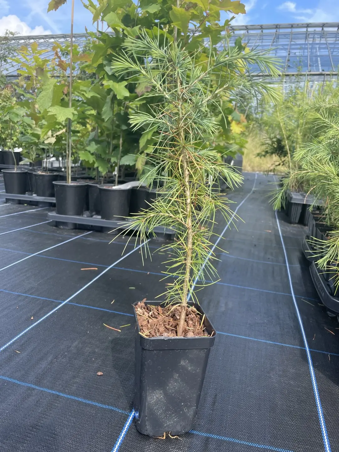 Deodar Cedar 20/40cm (P9T) - Image 2