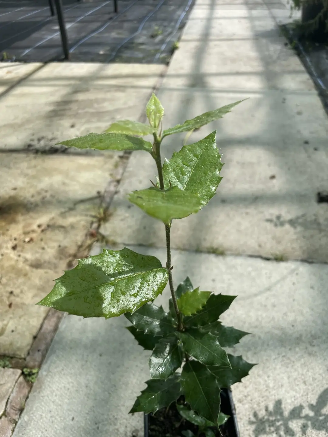 Holm Oak Tree - Quercus ilex