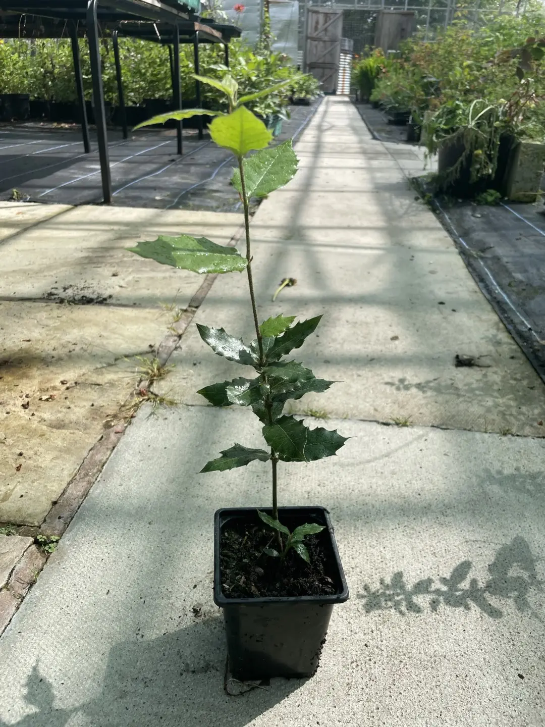 Holm Oak Tree 20/40cm