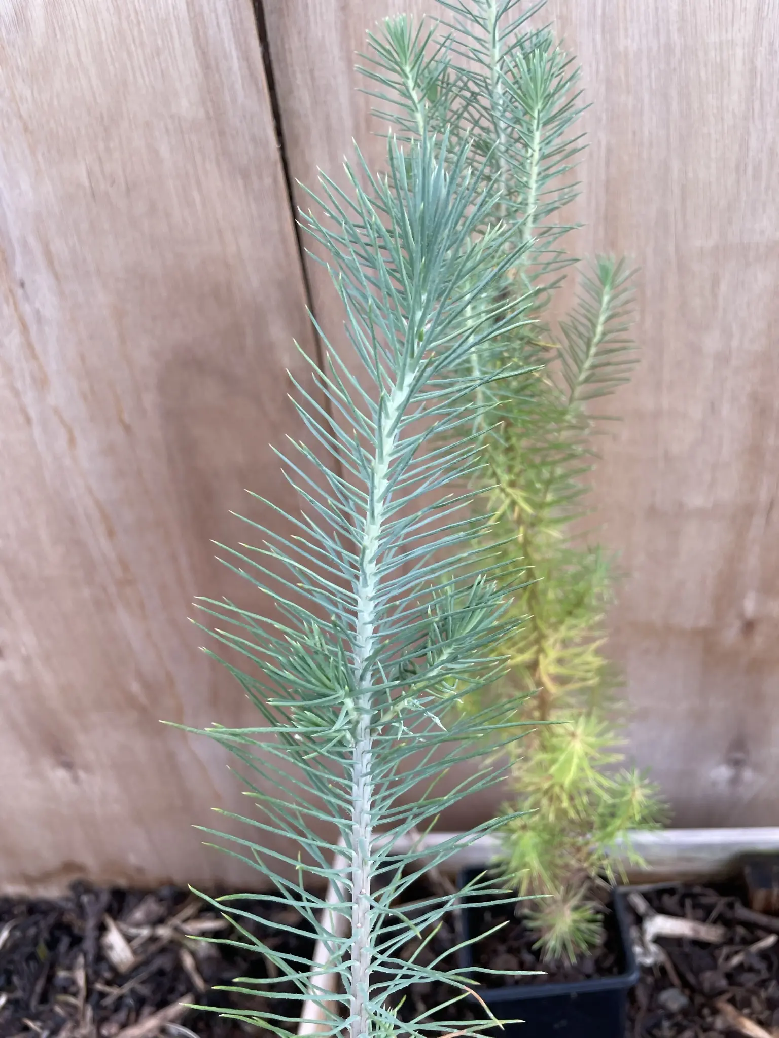 Stone Pine Sapling 40/60cm (P9T) - Image 4