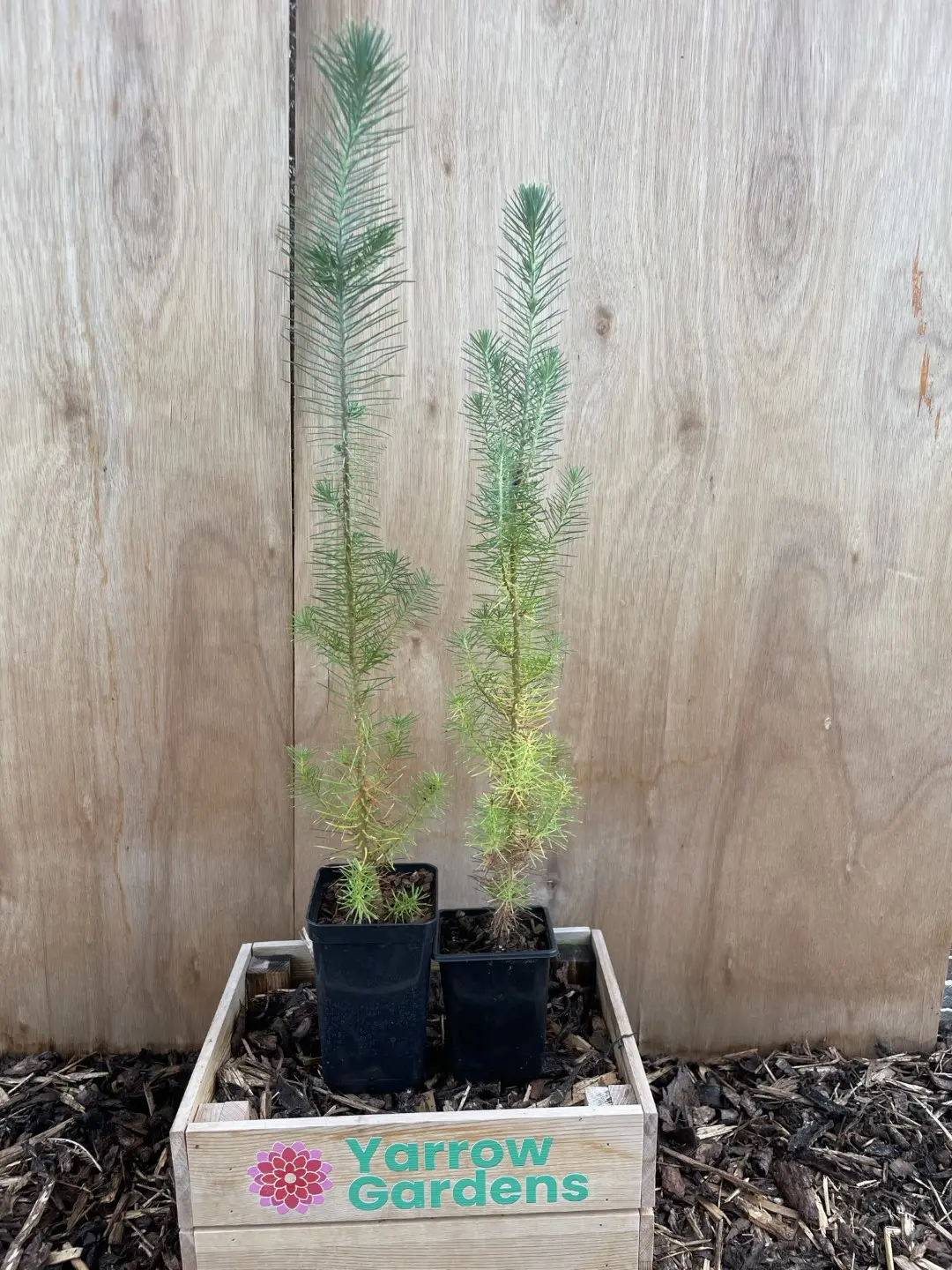 Stone Pine Sapling 40/60cm (P9T) - Image 5