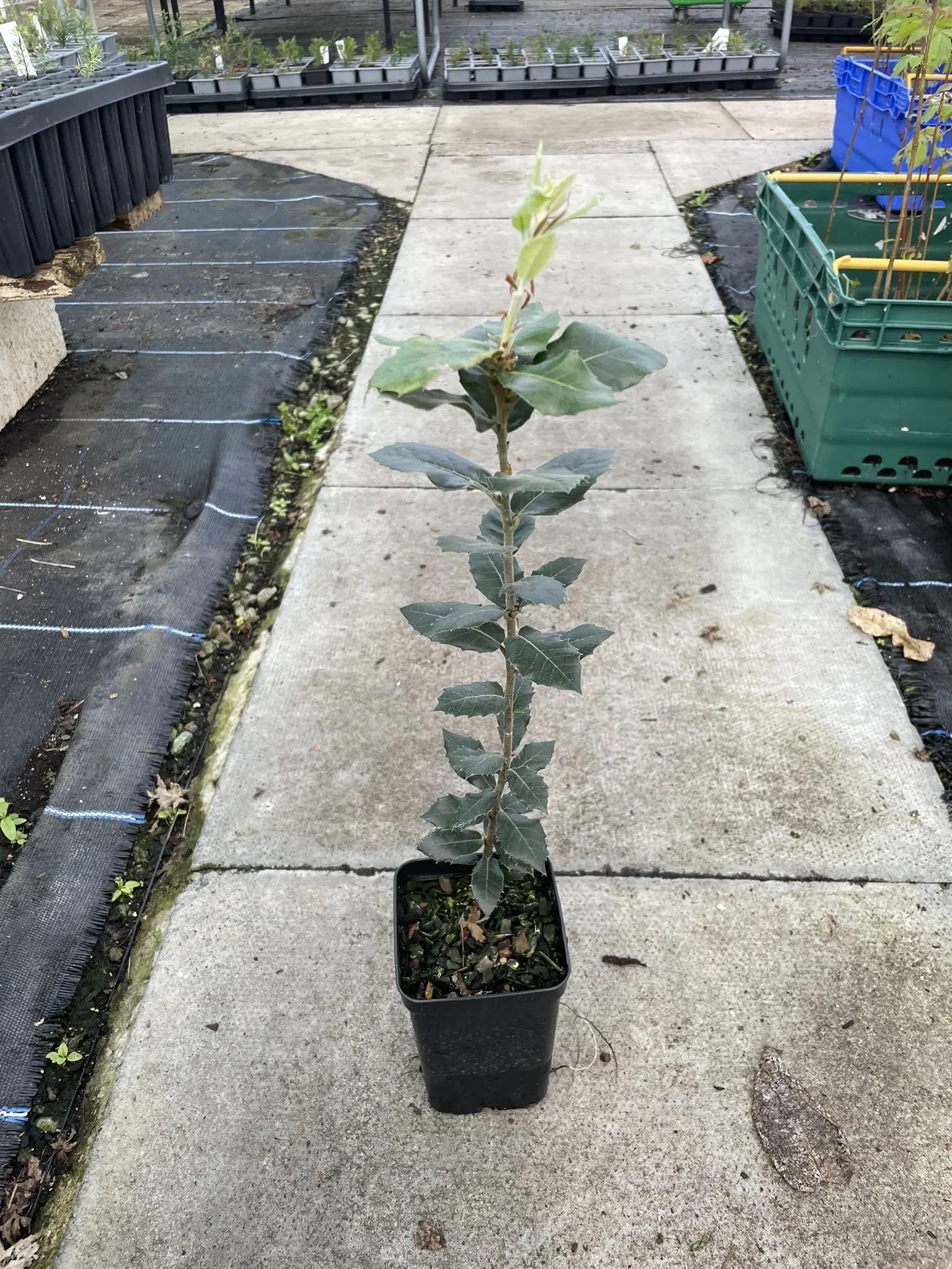 Holm Oak Tree 20/40cm (P9)