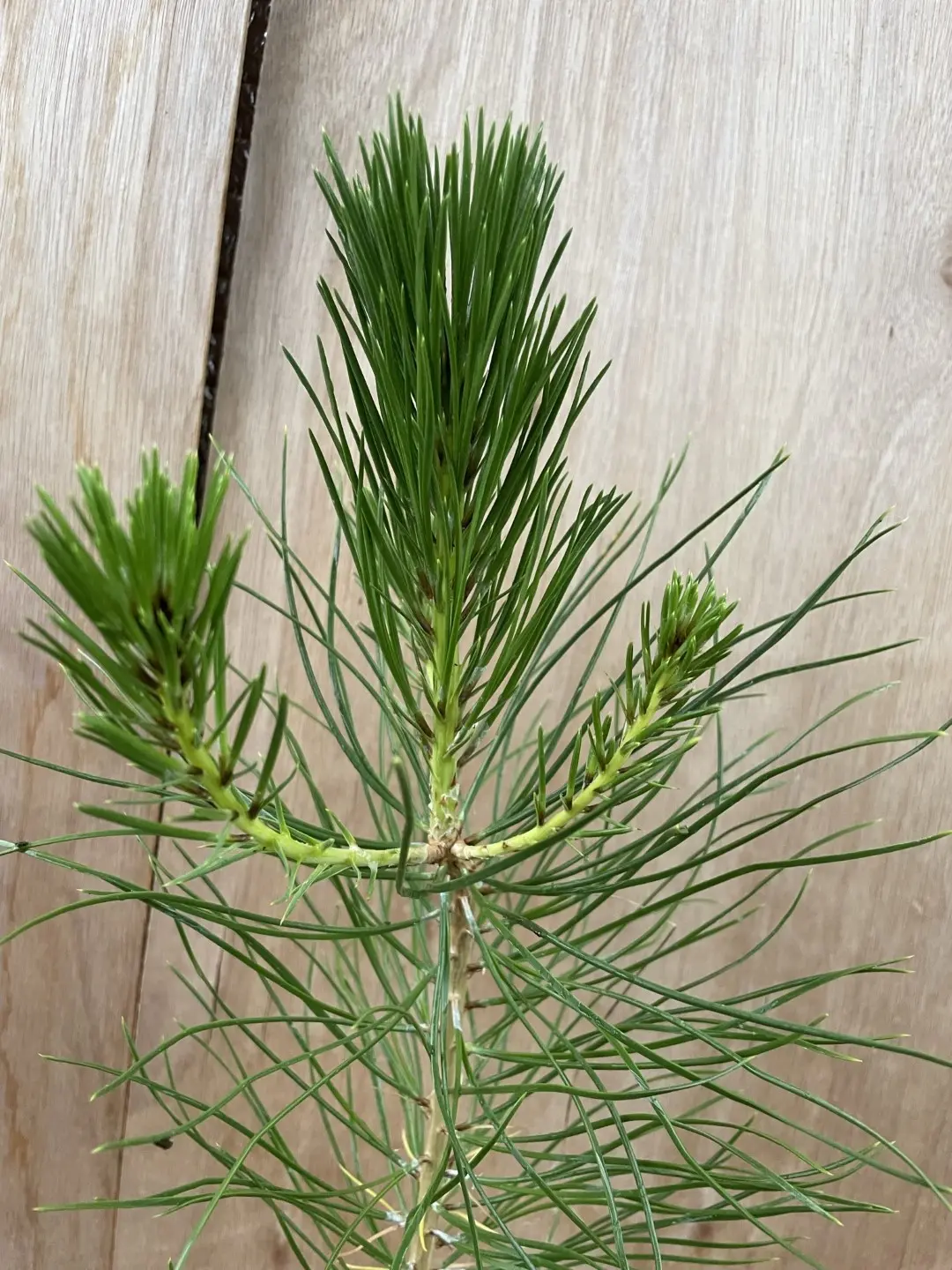 Japanese Black Pine 40/60cm (2L) - Image 2