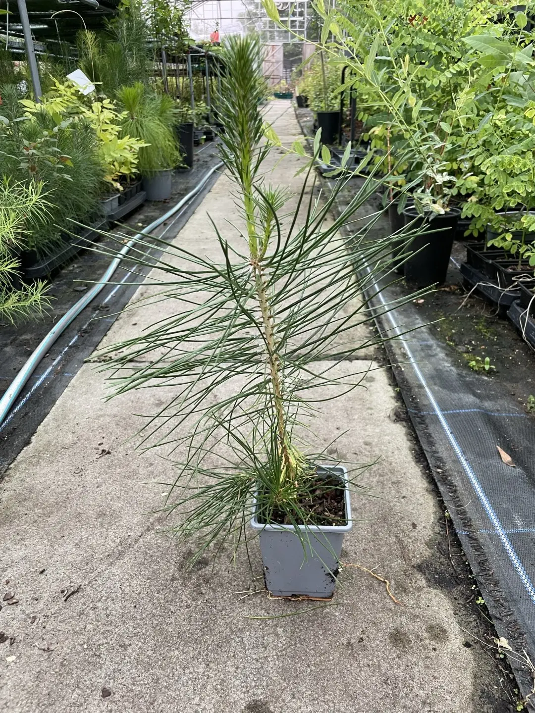 Japanese Black Pine 20/40cm (P9) - Image 3