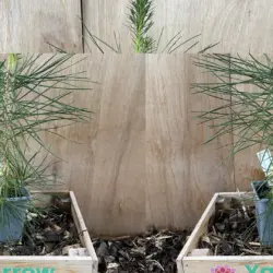Japanese Black Pine 20/40cm (P9)