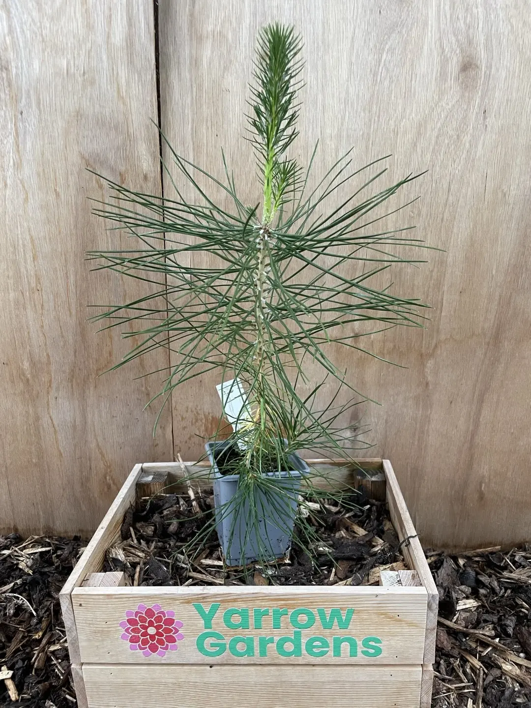Japanese Black Pine 20/40cm (P9)