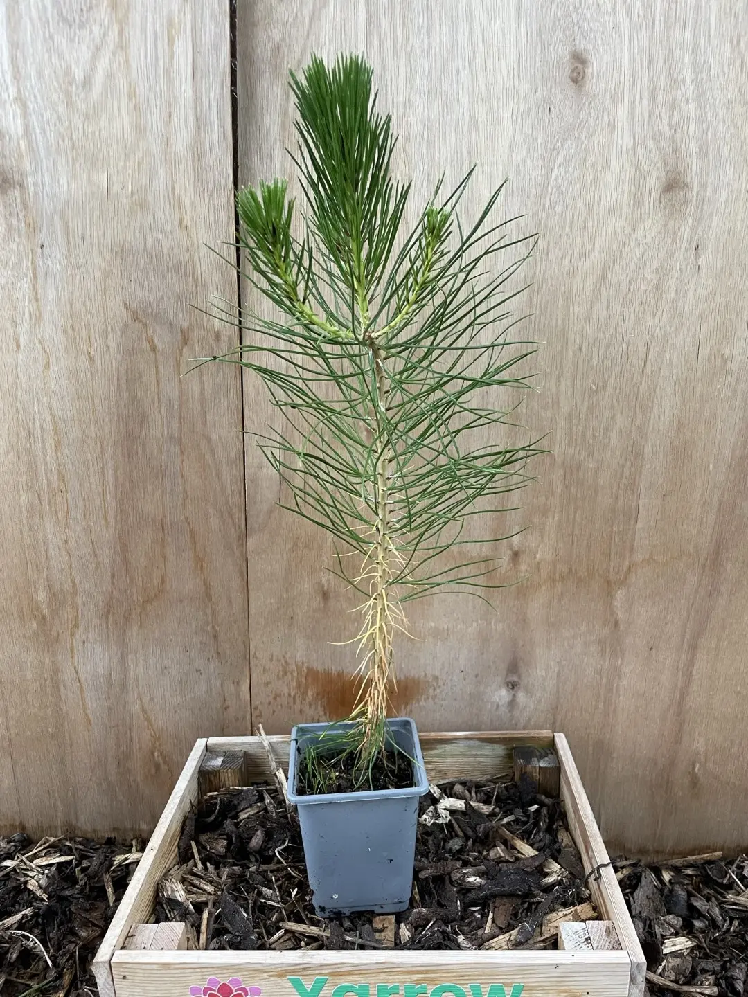 Japanese Black Pine 20/40cm (P9) - Image 4