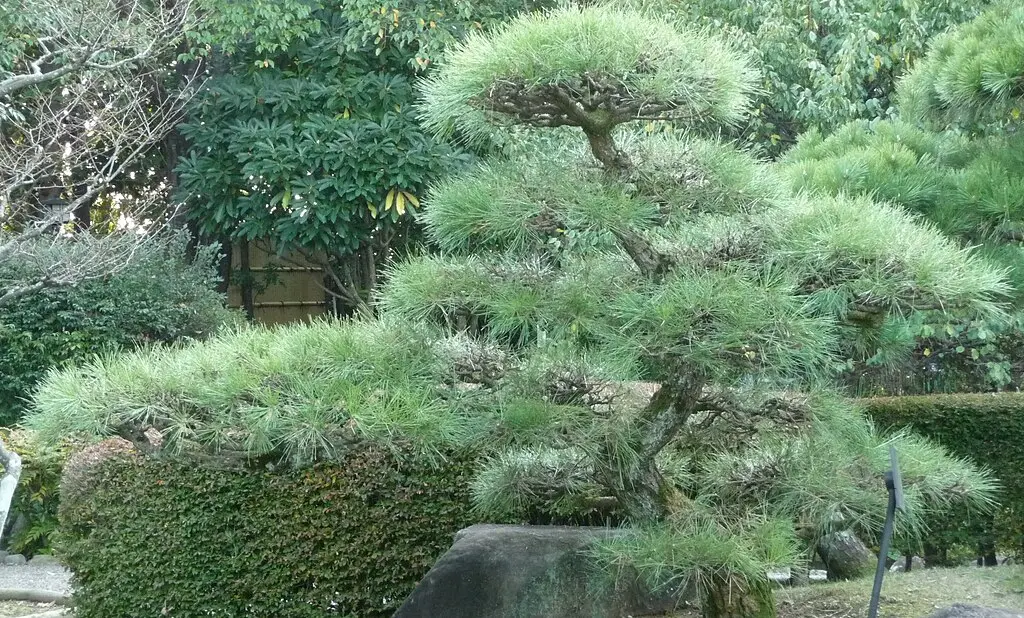 Japanese Black Pine - Pinus thunbergii