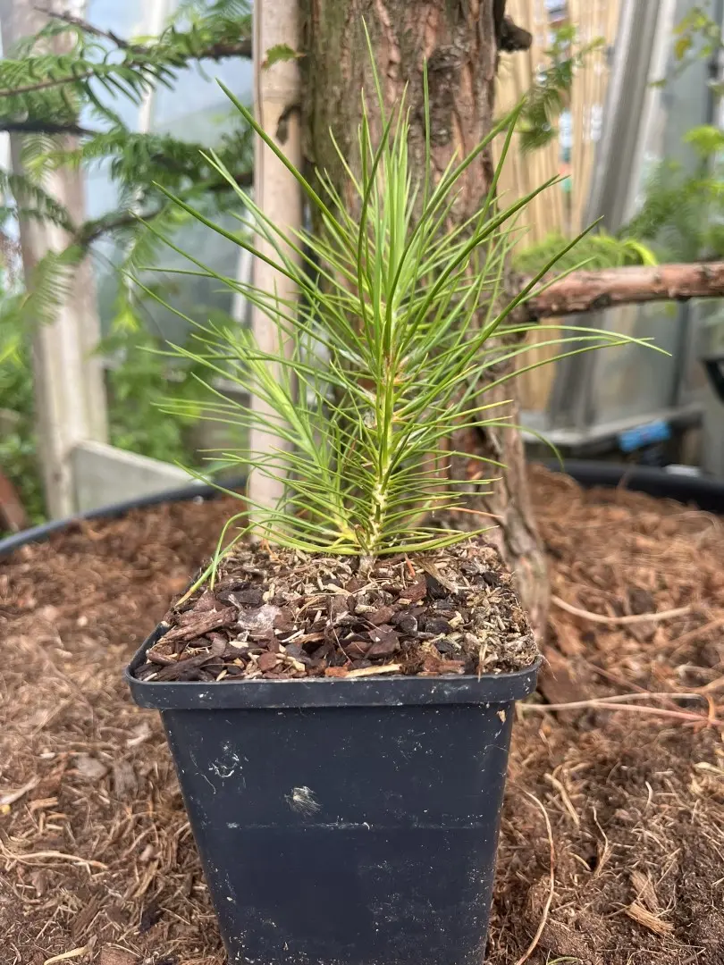 Lacebark pine - Pinus bungeana