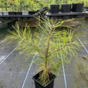 Pinus bungeana Lacebark Pine 1020cm (P9) (1)