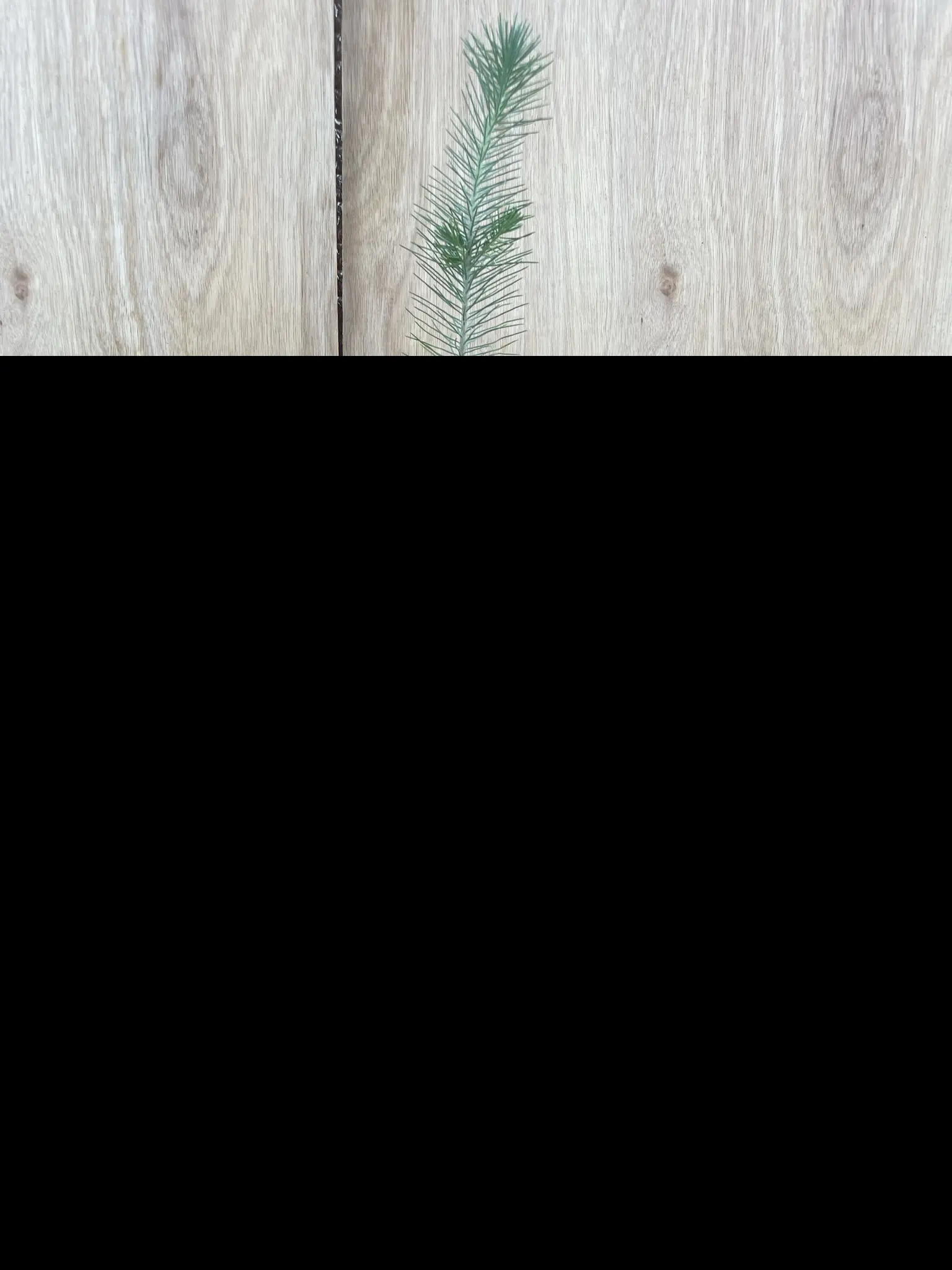 Stone Pine Sapling 40/60cm (P9T)