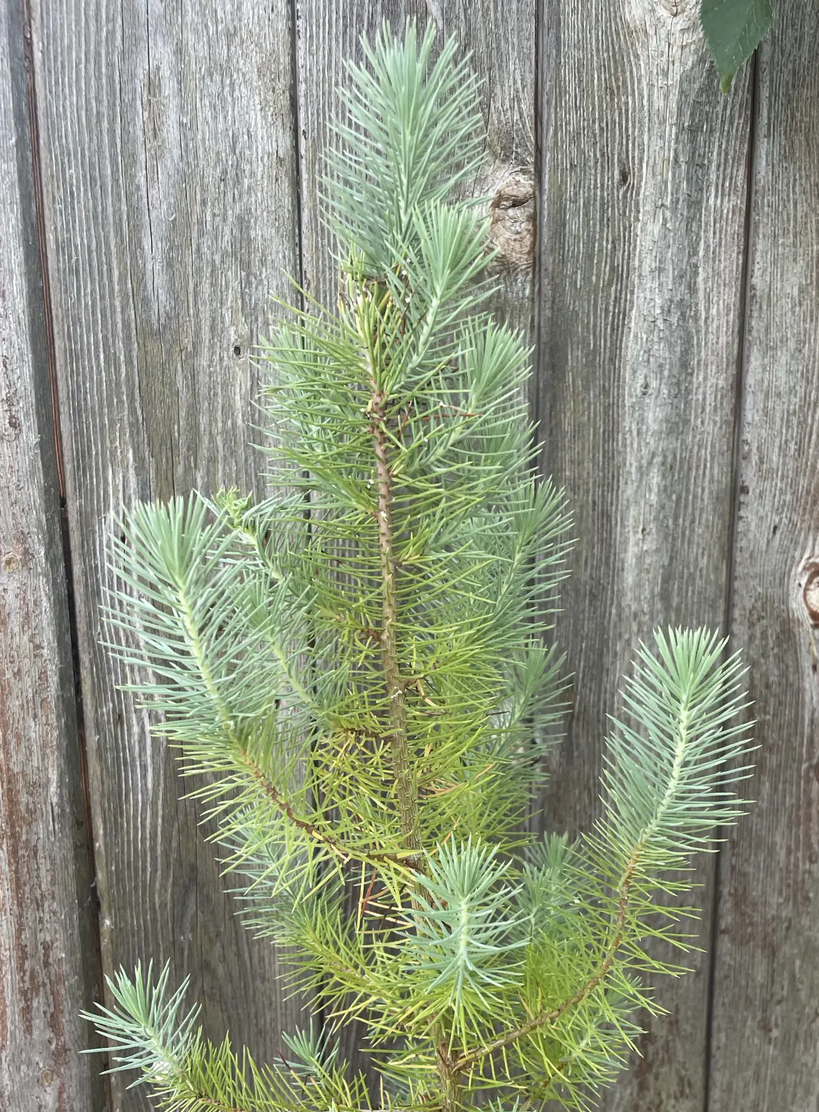 Stone Pine Sapling 40/60cm (P9T) - Image 6