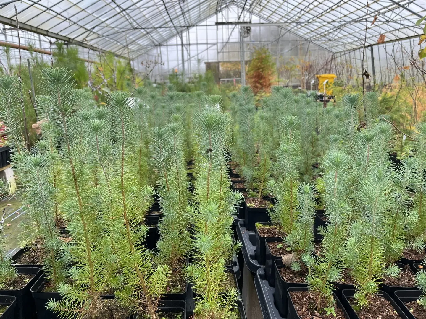 Stone Pine Sapling 40/60cm (P9T) - Image 2