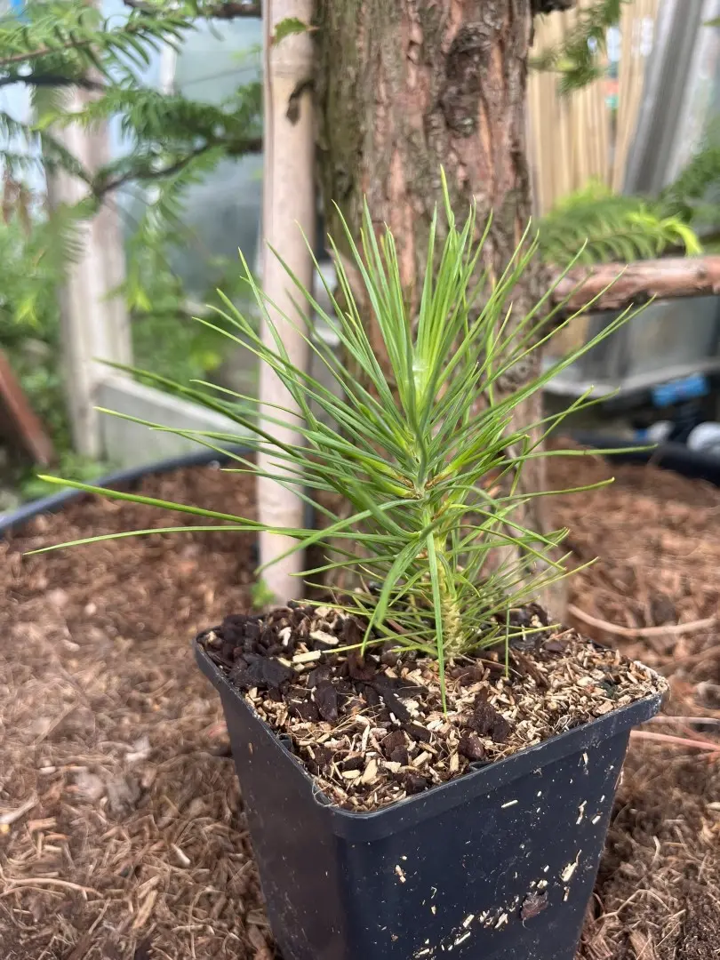 Lacebark pine - Pinus bungeana