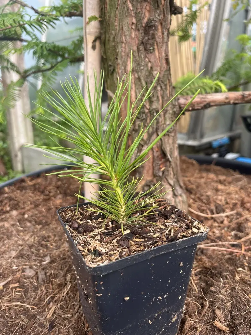 Lacebark pine - Pinus bungeana