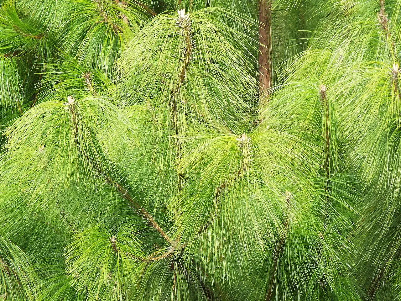 Mexican Weeping Pine 20/40cm (P9) - Image 6