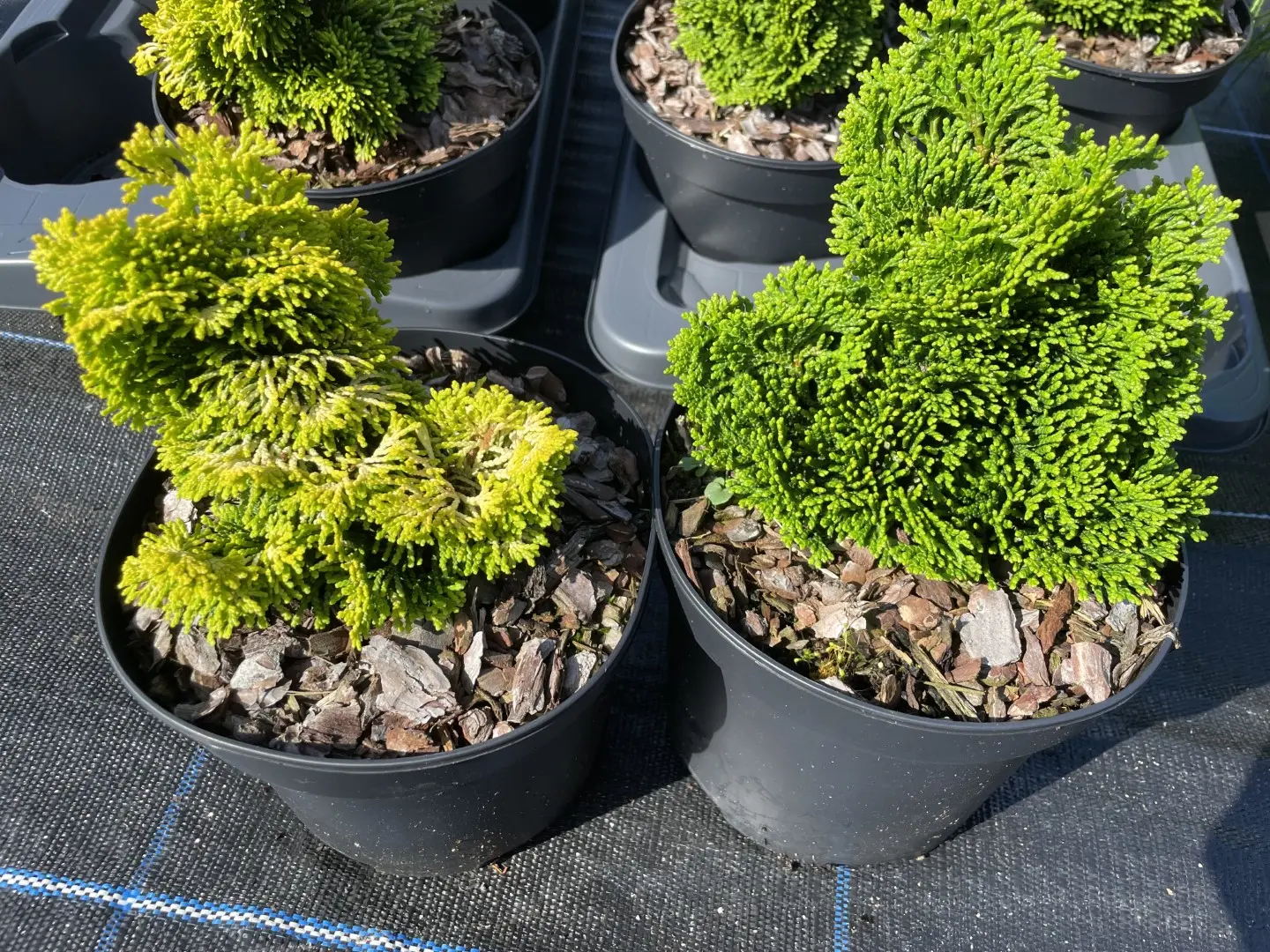 2x Hinoki Cypress 'Nana Lutea' & 'Nana Gracilis' (2L) - Image 3