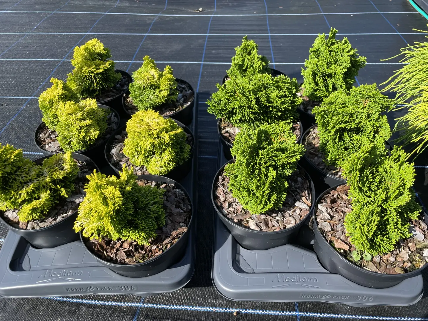 2x Hinoki Cypress 'Nana Lutea' & 'Nana Gracilis' (2L) - Image 2