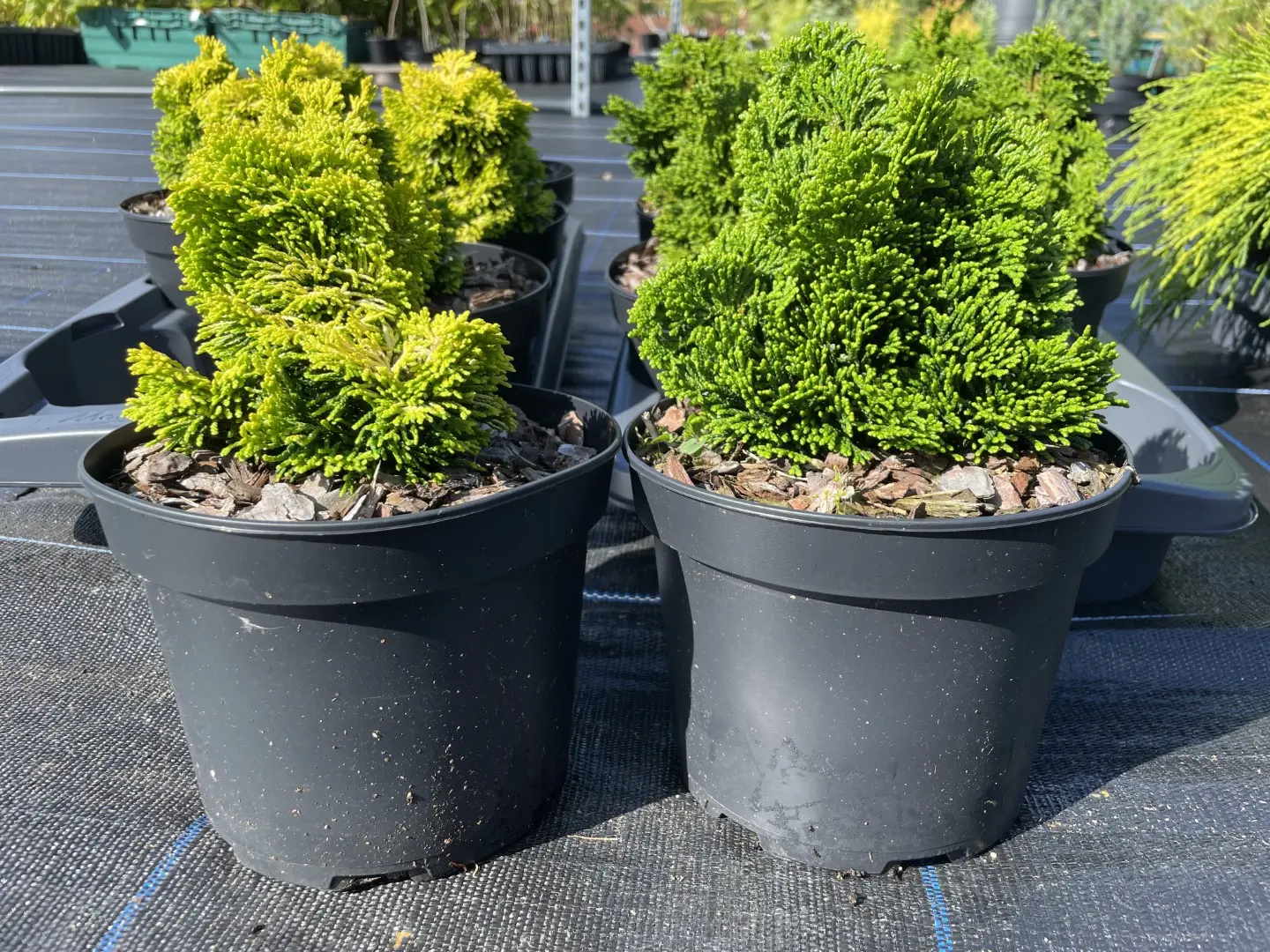 2x Hinoki Cypress 'Nana Lutea' & 'Nana Gracilis' (2L)