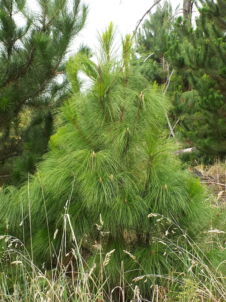 Mexican Weeping Pine 20/40cm (P9) - Image 5